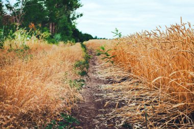 Bir tarlada yetişen sarı tahıllar hasat için hazır.