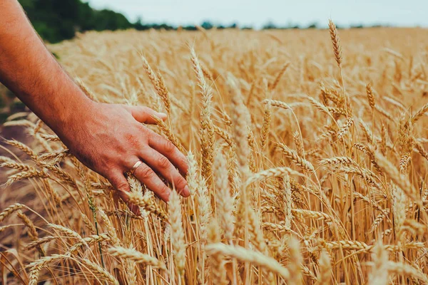 Muž se zády k divákovi v poli pšenice, dojat — Stock fotografie