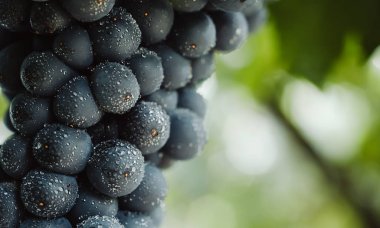 Mavi üzüm şarap yapımı için. Üzüm dal. Üzüm üzüm bağı içinde. Üzüm bağları İtalya.