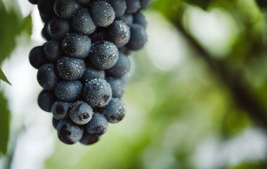 Mavi üzüm şarap yapımı için. Üzüm dal. Üzüm üzüm bağı içinde. Üzüm bağları İtalya.