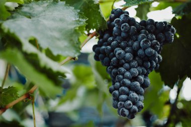 Mavi üzüm şarap yapımı için. Üzüm dal. Üzüm üzüm bağı içinde. Üzüm bağları İtalya.