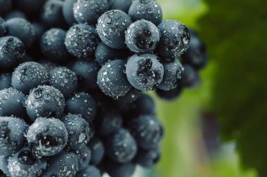 Mavi üzüm şarap yapımı için. Üzüm dal. Üzüm üzüm bağı içinde. Üzüm bağları İtalya.
