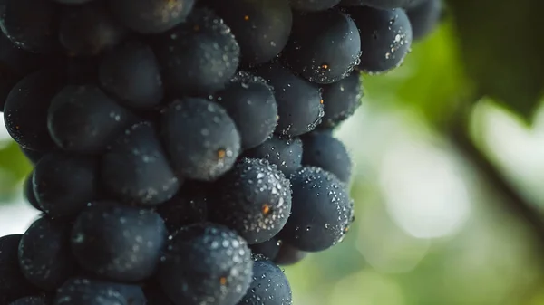 Синій виноград для виноробства. Виноград на гілці. Виноград у винограднику. Виноградники Італії. — стокове фото