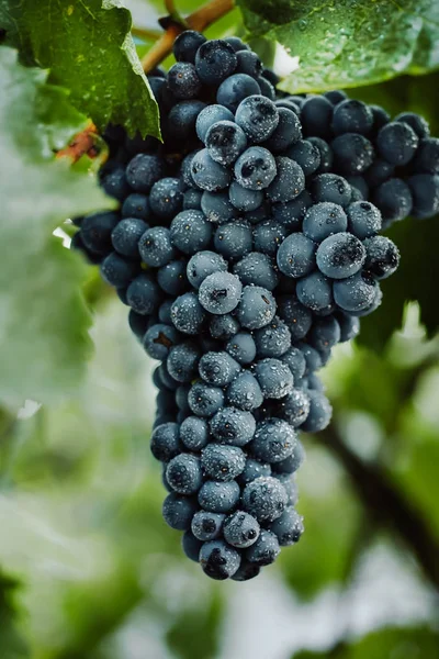 Синій виноград для виноробства. Виноград на гілці. Виноград у винограднику. Виноградники Італії. — стокове фото