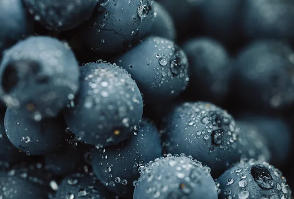 Uvas azuis para vinificação. Uvas em um ramo. Uvas no vinhedo. Vinhedos itália . — Fotografia de Stock