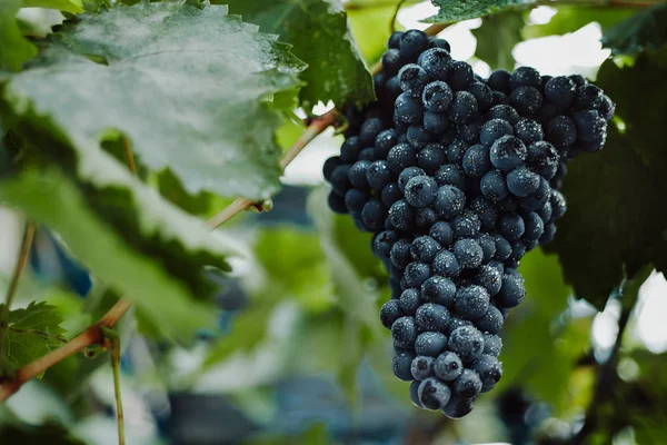 Mavi üzüm şarap yapımı için. Üzüm dal. Üzüm üzüm bağı içinde. Üzüm bağları İtalya.