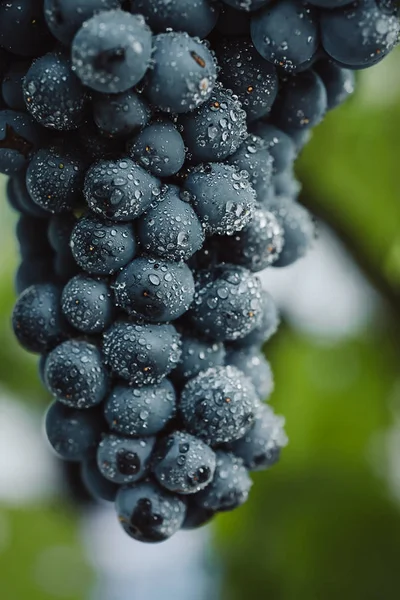 Blå druvor för vinframställning. Druvor på en gren. Druvorna i vingården. Vingårdarna Italien. — Stockfoto