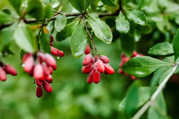 Foglie verdi naturali ramo di crespino rosso maturo dopo una pioggia con gocce di wate — Foto Stock