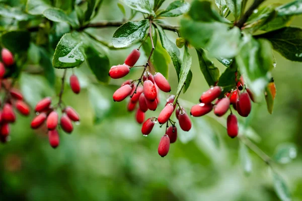 Su damlaları bir yağmur sonra olgun kırmızı kızamık doğal yeşil yaprakları şube