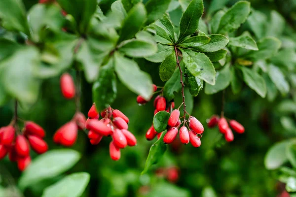 Foglie verdi naturali ramo di crespino rosso maturo dopo una pioggia con gocce di wate — Foto Stock