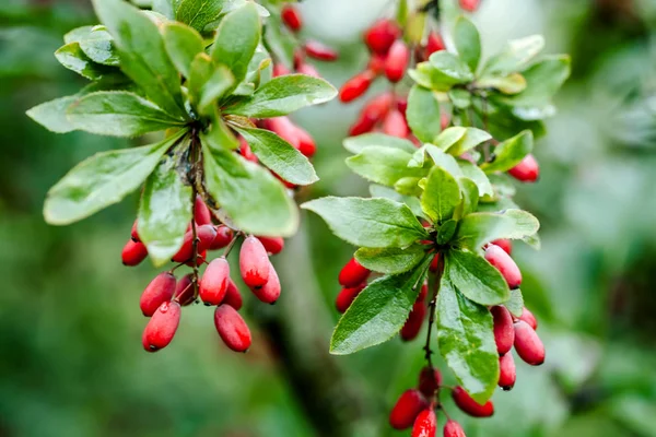 Su damlaları bir yağmur sonra olgun kırmızı kızamık doğal yeşil yaprakları şube