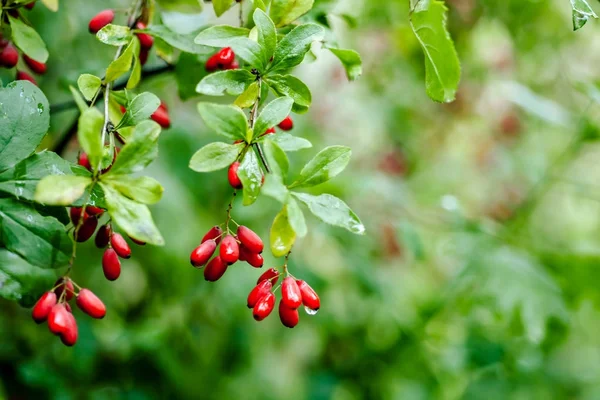 Su damlaları bir yağmur sonra olgun kırmızı kızamık doğal yeşil yaprakları şube