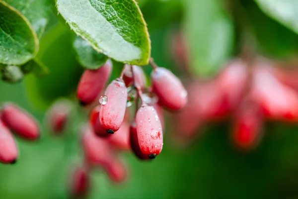 Foglie verdi naturali ramo di crespino rosso maturo dopo una pioggia con gocce di wate — Foto Stock