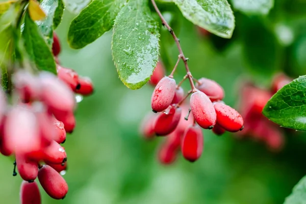 Su damlaları bir yağmur sonra olgun kırmızı kızamık doğal yeşil yaprakları şube