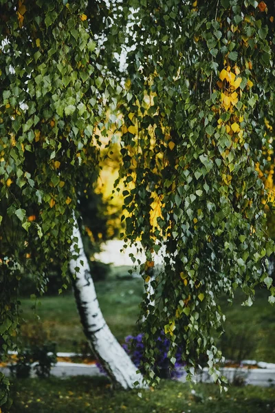 A nyírfa, sárga és zöld levelei ősszel, a kisebb mélységélesség — Stock Fotó