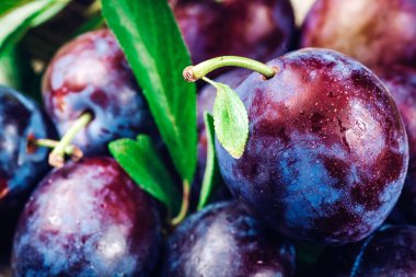 Erik. Taze Erik. Hasat. Sonbaharda hasat. Sonbahar. Mavi Erik. Sarı Erik. Taze Erik bir ahşap yüzeyde. Ahşap masa arka plan üzerinde taze Erik.