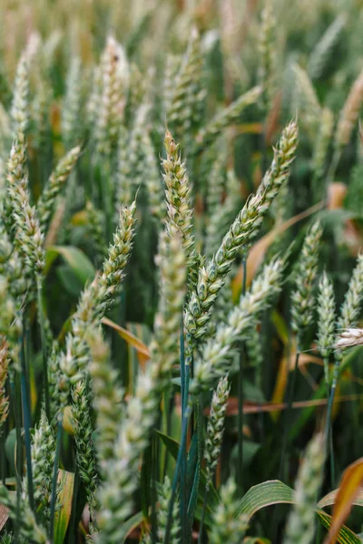 Šťavnaté Čerstvé Uši Mladé Zelené Pšenice Přírodě Jaře Letní Pole — Stock fotografie