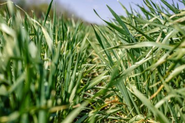 yeşil buğday filizleri yakın plan, buğday çimleri