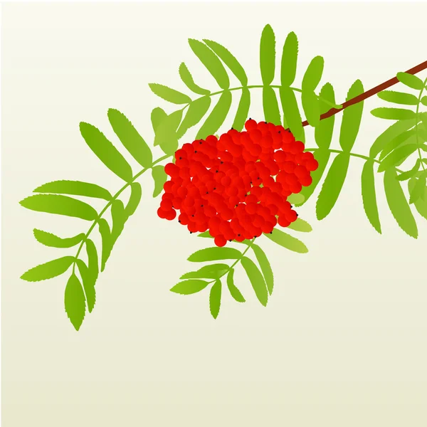 Rowan berries tree branch with leaves autumn vector background v — Stock vektor