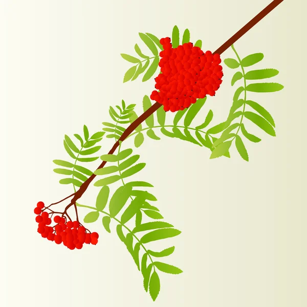 Rowan berries tree branch with leaves autumn vector background v — Stock Vector