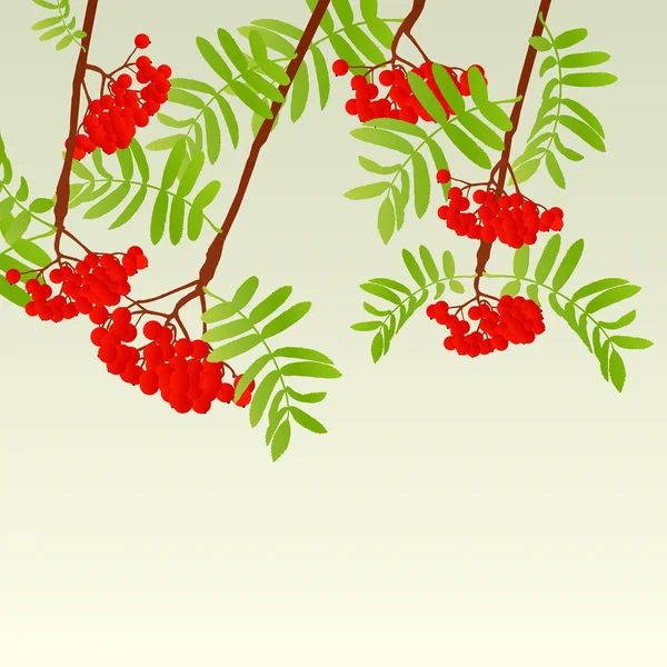 Rowan berries tree branch with leaves autumn vector background v — Stock vektor