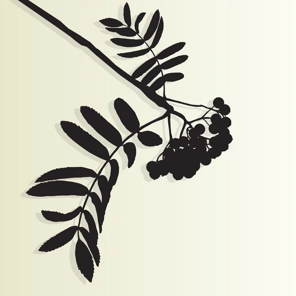 Frêne de montagne rowan baies arbre branche feuilles avec baie vi — Image vectorielle