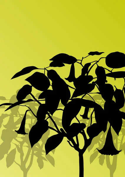 Datura fleur ou anges trompette Brugmansia suaveolens vecteur — Image vectorielle