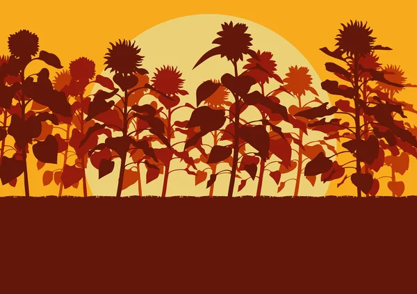 Girasoles florecientes campo vector fondo paisaje — Archivo Imágenes Vectoriales