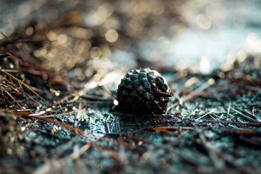 Çam kozalağı ıslak toprak üzerinde döşeme