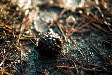 Çam kozalağı ıslak toprak üzerinde döşeme