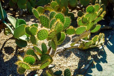 Oaxaca'nın Ethnobotanical Bahçe Nopales