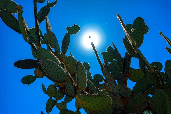 Nopales aus dem ethnobotanischen Garten von Oaxaca — Stockfoto