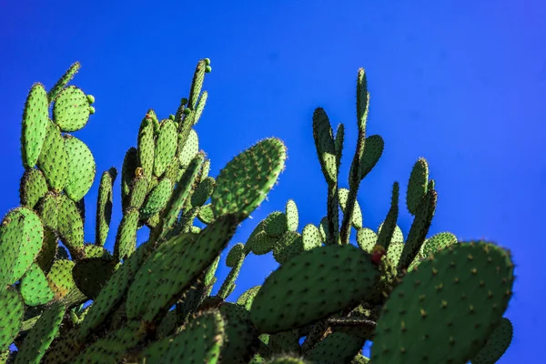 Nopales du jardin ethnobotanique de Oaxaca — Photo