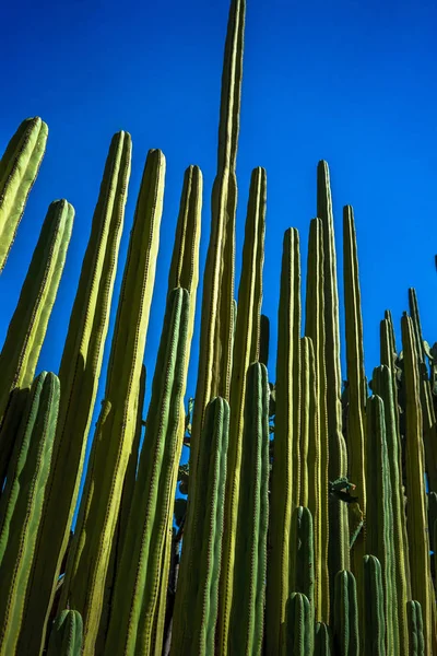 Órgano de tubería, vallado Post Cactus — Foto de Stock