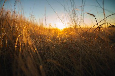 Sunrise Makro Shots altın Fileds