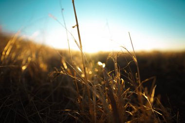 Sunrise Makro Shots altın Fileds