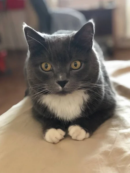 Portrait Cat — Stock Photo, Image