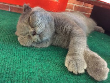 Uyuyan gri saç kedi