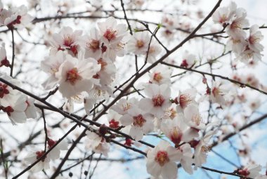 Kiraz, armut, şeftali çiçeği