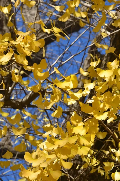 Ginkgo árbol otoño — Foto de Stock