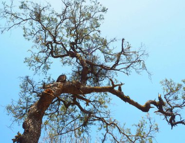 Mavi gökyüzü ile kuru ağaç 