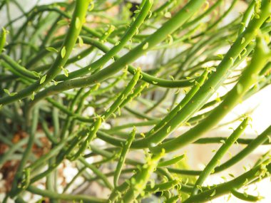 Çok küçük yaprak uzun şekil yeşil bitkilerle