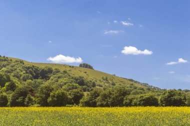 Sussex Güney İngiltere 'de Güney Downs Hills' de yaz günü.