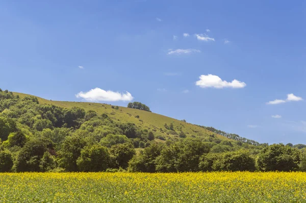 Літній День Саут Даунс Гіллз Сассекс Південна Англія — стокове фото