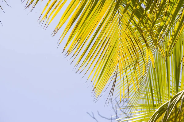Liście Palmy Jako Tło Słonecznej Pogodzie — Zdjęcie stockowe