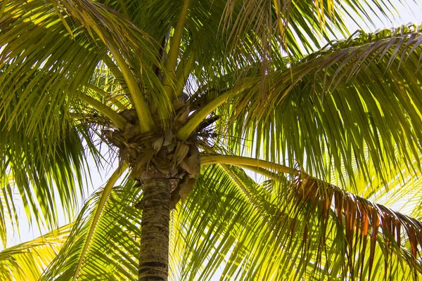 Palm Bål Och Blad Solig Bakgrund — Stockfoto