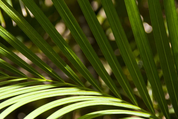 Drobny Szczegół Liści Palmowych Tle Liści — Zdjęcie stockowe