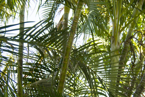 Små Palmer Med Blad Solig Bakgrund — Stockfoto