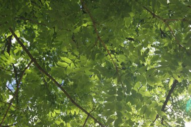 Egzotik japonica Ağaçta taze yapraklar