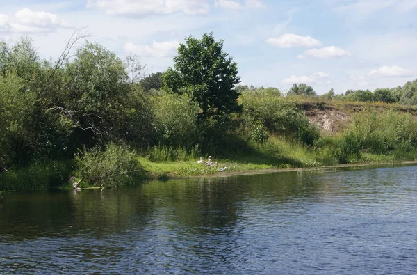 Rivieroever Met Vegetatie Ganzen Bij Zomerweer — Stockfoto